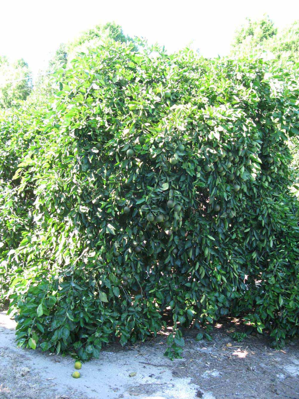            Habit (Winter Haven, FL)   